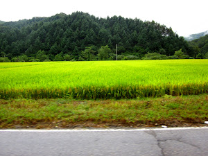 The bright green/yellow of the rice fields