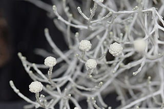 クッションブッシュ