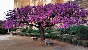 Arboles Para Jardines Pequeños