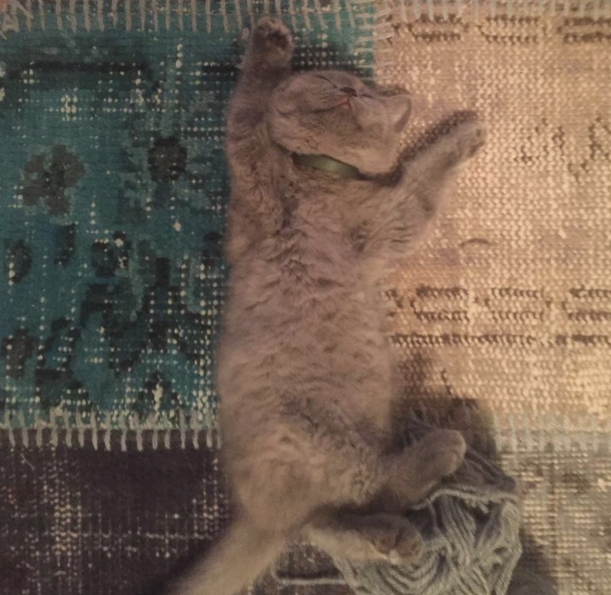 KEDİ NEZLESİ FELINE CALICIVIRUS (FCV) TUĞÇE CANPOLAT