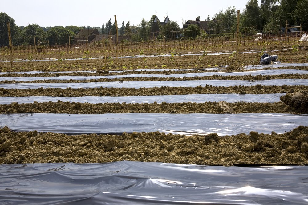 National Trust in and around Plymouth What does Mulching do?