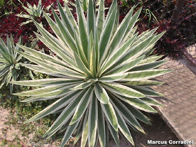 Resultado de imagem para PITEIRA DO CARIBE