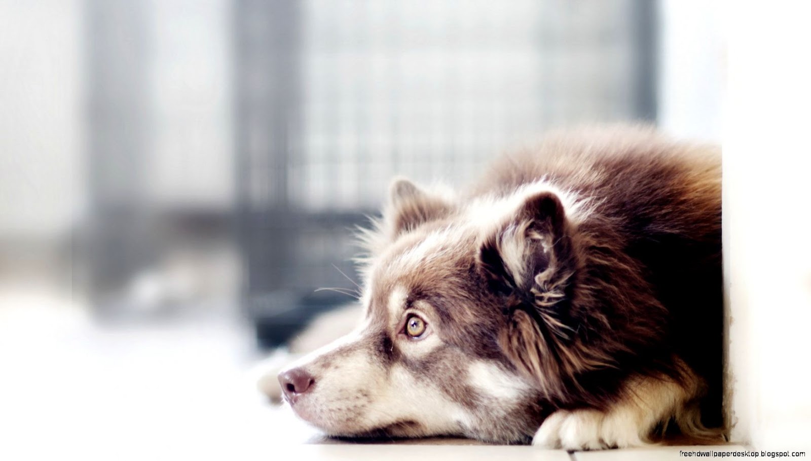Amazing Awesome Dogs