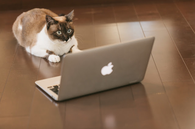 Webサイトを閲覧する猫 Webサイトを閲覧する猫