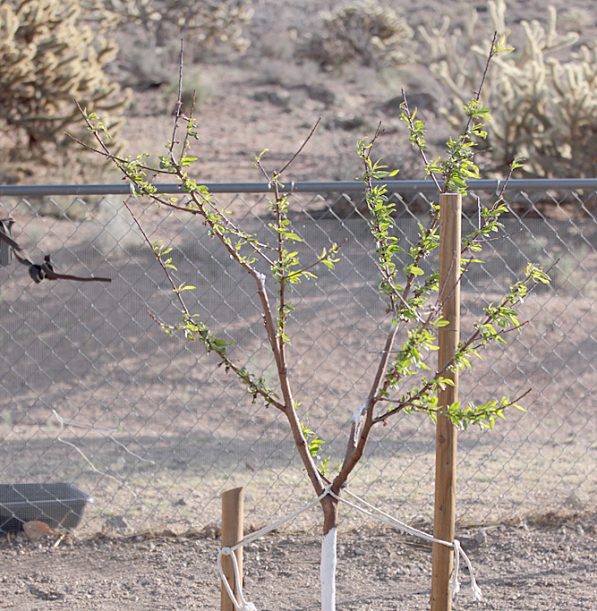 Xtremehorticulture of the Desert Mulch Can Create Problems for Peach Trees