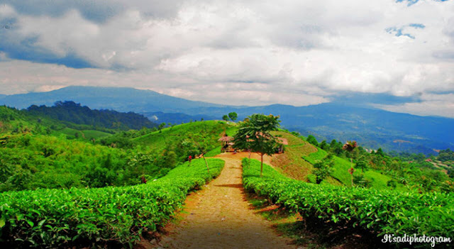 Indahnya Alam dan Pesona Wisata Kebun Teh Cipasung Lemahsugih