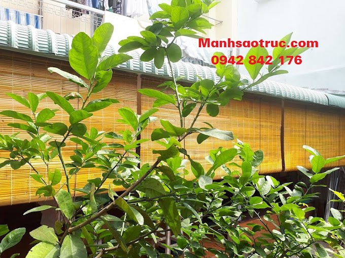 MUA MÀNH TRE TRÚC CHE NẮNG CHE MƯA TẠI QUẬN 8