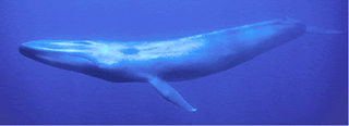 Blue whale-internet-save the children
