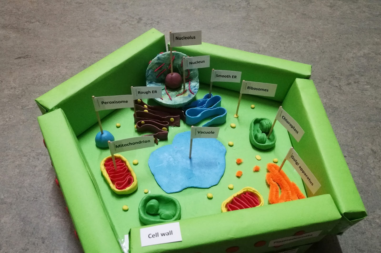 DIY Plant Cell Model Project AMERZING