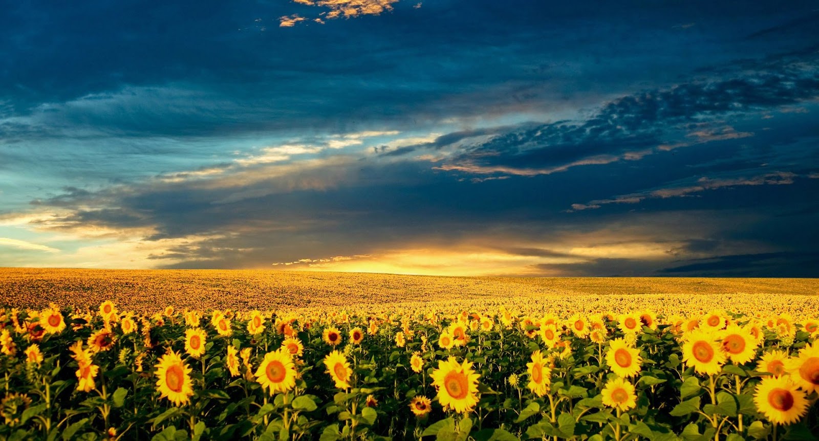 nature hd wallpapers 1080p