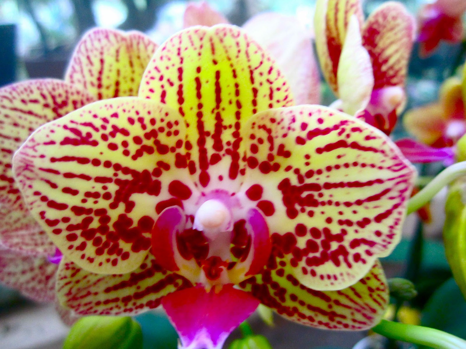 nicnak castle Singapore flower market 2010.