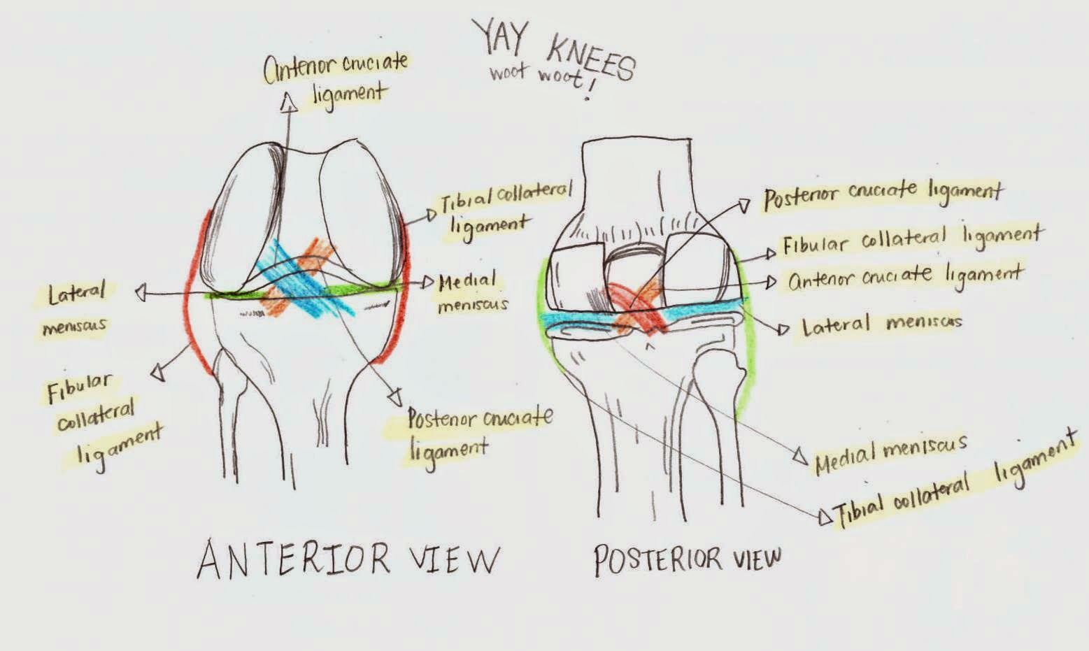 OHH ANATOMY "Your joints are really articulate!"