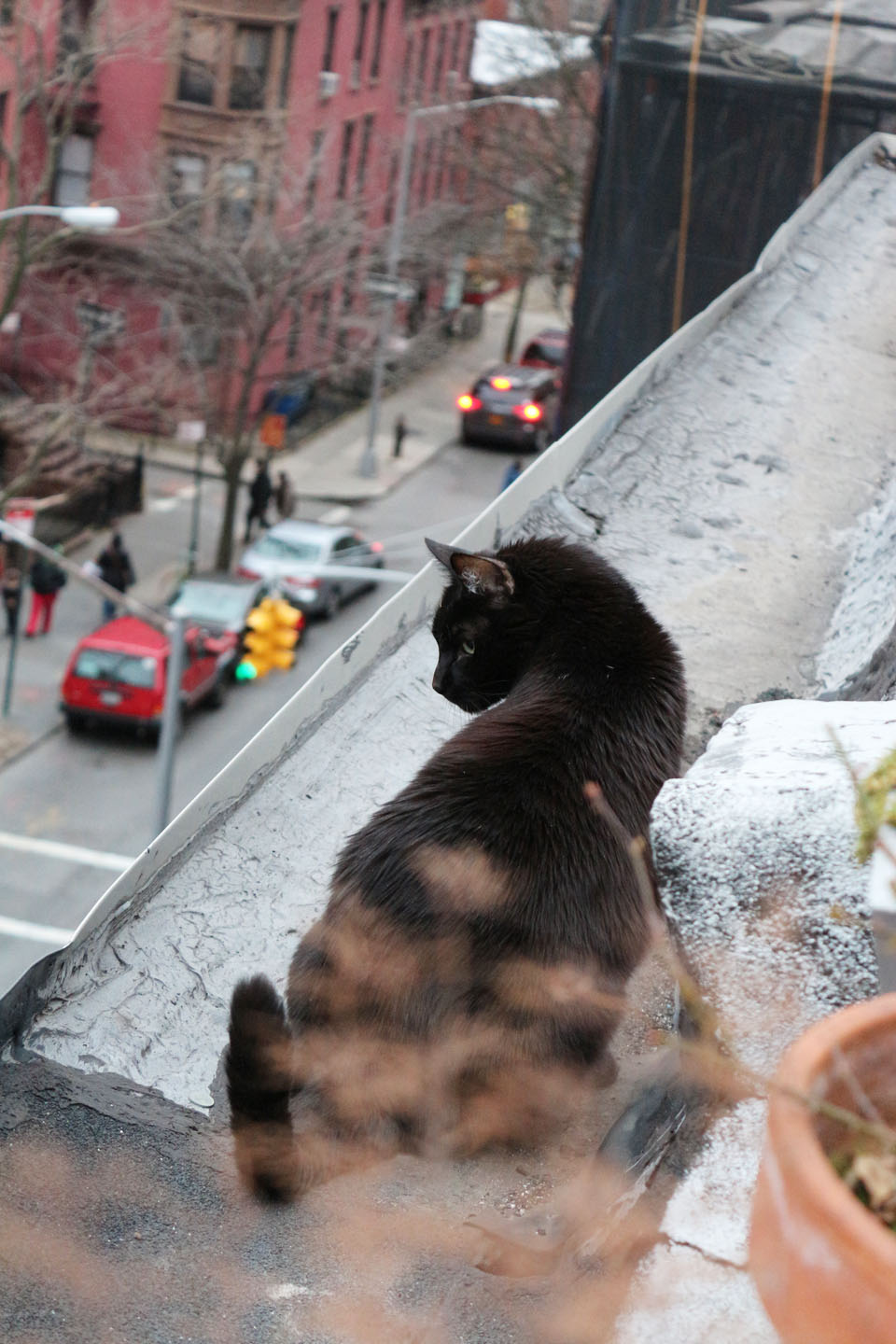 66 Square Feet (Plus) Cat on a cold tar roof