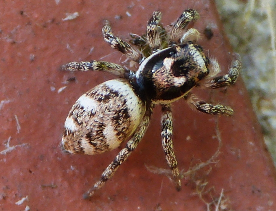 Fauna & Flora in closeup Zebra jumping spider