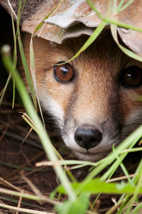 animals hiding and peeking view | photofun4ucom