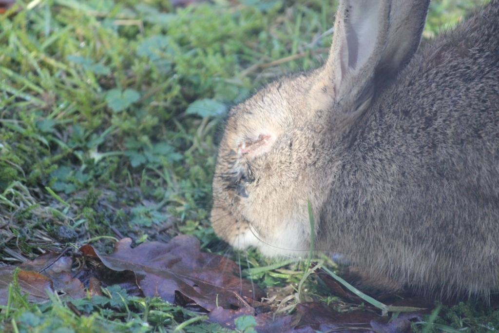 Animals and kids Blind wild rabbit Myxomatosis