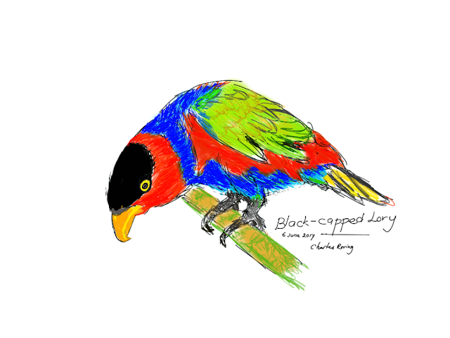 Black-capped Lory in Redbubble store