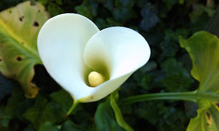 Calla Lily HD