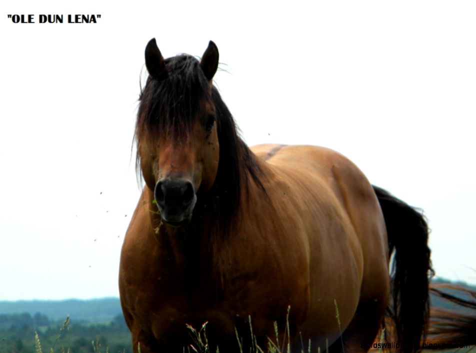 Quarter Horses  Capouch Livestock