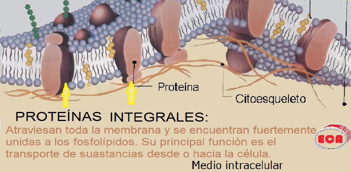 CAMILO VENEGAS DAHMS ECA Estudio y Centro de Aprendizaje MEMBRANA CAMILO VENEGAS DAHMS ECA Estudio y Centro de Aprendizaje MEMBRANA