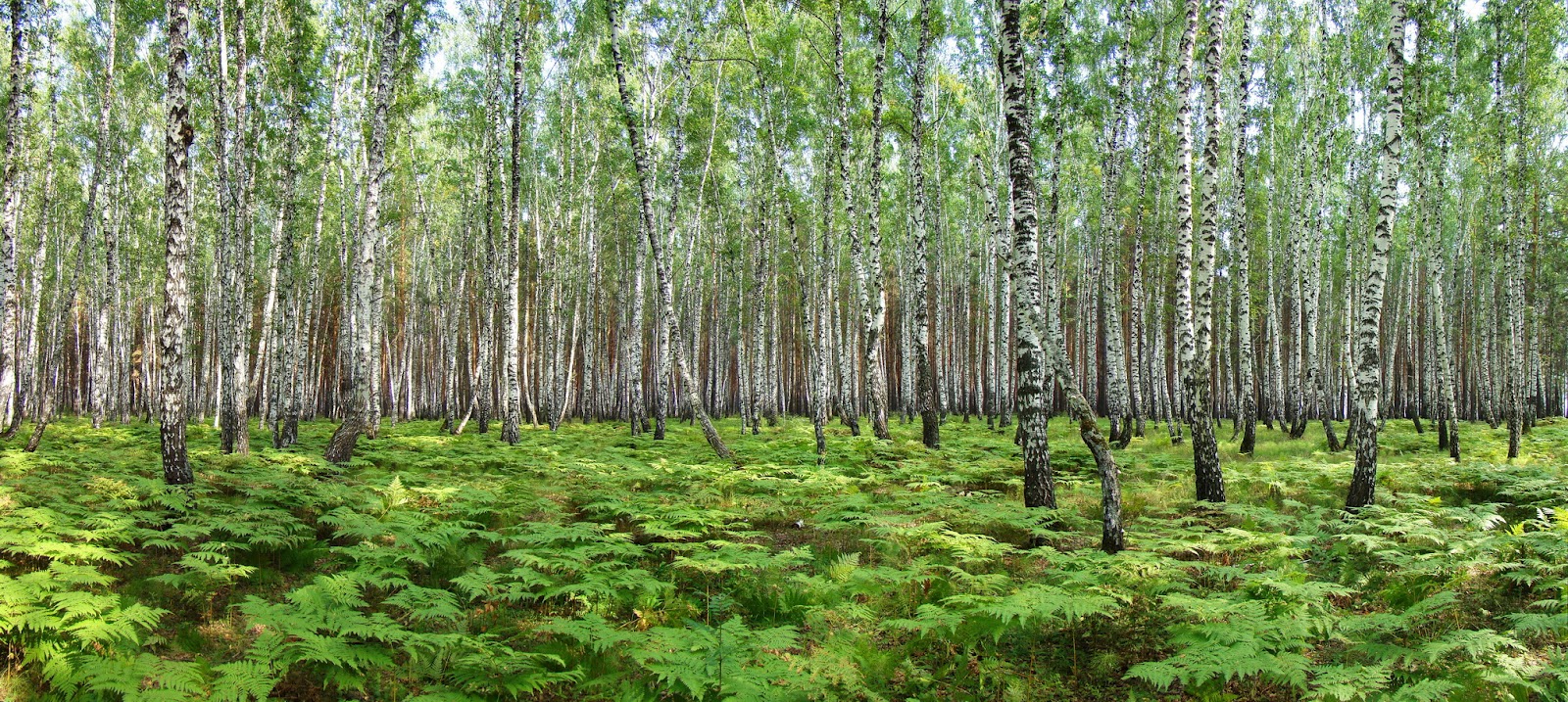 Роща магнитского в лукоянове. Березовая аллея элва эстония. Берёзовая роща ялуторовск сквер. Берёзовая роща орехово-зуево горка. Индекс роща.
