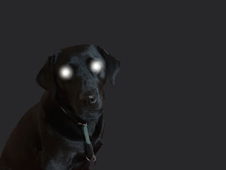 Theater Performance Erleuchthund Hund mit leuchtenden Augen