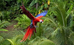 macaw scarlet flight parrot flying