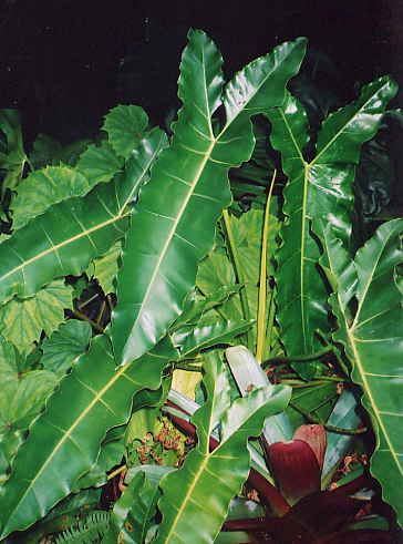 Mengenal Tanaman Philodendron dan Jenis-Jenisnya - Info Savana
