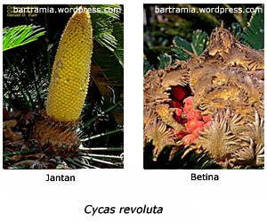 Strobilus Jantan Dan Betina Pada Pakis Haji Pics