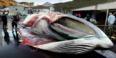  https://www.facebook.com/pages/Anarquistas/378066755607147 Islandia reabre la caza de ballenas eludiendo la prohibición Islandia es un país que te sobrecoge y te corta la respiración por muchísimas razones. La belleza de sus paisajes es tan imponente que es difícil imaginarla, sus glaciares, sus playas, sus volcanes, sus pájaros, y su caza de ballenas. ¿ Caza de ballenas? Sí. Islandia este año ha reabierto su caza de ballenas.  Islandia este año va a cazar más de 150 rorcuales comunes. Tras dos años sin cazar ballenas, según ellos porque no se podía exportar la carne al mercado japonés debido a la crisis sufrida por Japón tras el terremoto y posterior tsunami, Islandia este año nos sorprende reabriendo la caza de ballenas. Aún así, Islandia hace oídos sordos, esta semana el ballenero islandés Kristján Loftsson, llegaba al puerto de Hvalfjörður, en las afueras de Reykjavik con la primera ballena capturada, un rorcual común macho de más de 20 metros de largo, capturado por el ballenero Hvalur 8. Deprimente, lamentable y brutal. Esta cacería que rompe la moratoria a la caza comercial de ballenas establecida por la Comisión Ballenera Internacional por Islandia es vergonzosa. La mayor parte de lo capturado irá a los mercados de Japón, que se encuentran bastante deprimidos llegando a usar la carne de ballena en comida de lujo para perros, pero además Islandia también cazará algunos rorcuales aliblancos para el comercio turístico. Sin embargo, lo curioso y aberrante de la historia es que el avistamiento de ballenas, da muchos más beneficios turísticos, el año pasado unas 175.000 personas fueron a ver nadar ballenas en libertad a Islandia.  Esta operación se está llevando a cabo pese a la prohibición de la caza comercial de ballenas establecido por la Comisión Ballenera Internacional. Además el rorcual común está en la Lista Roja de especies amenazadas de la Unión Internacional para la Conservación de la Naturaleza. No es un caso aislado, no es un solo barco ballenero, el Gobierno Islandés está detrás, y están incumpliendo la moratoria a la caza de ballenas. A Islandia se le descubre su sangriento secreto. Islandia a pesar de ser miembro de la Comisión Ballenera Internacional está eludiendo la prohibición. Las ballenas no le pertenecen a Islandia, nos pertenecen a todos y todas. La CBI debe acabar con estos vacíos legales y poner fin a la caza de ballenas a nivel mundial.   http://elmilicianocnt-aitchiclana.blogspot.com.es/2013/06/islandia-reabre-la-caza-de-ballenas.html