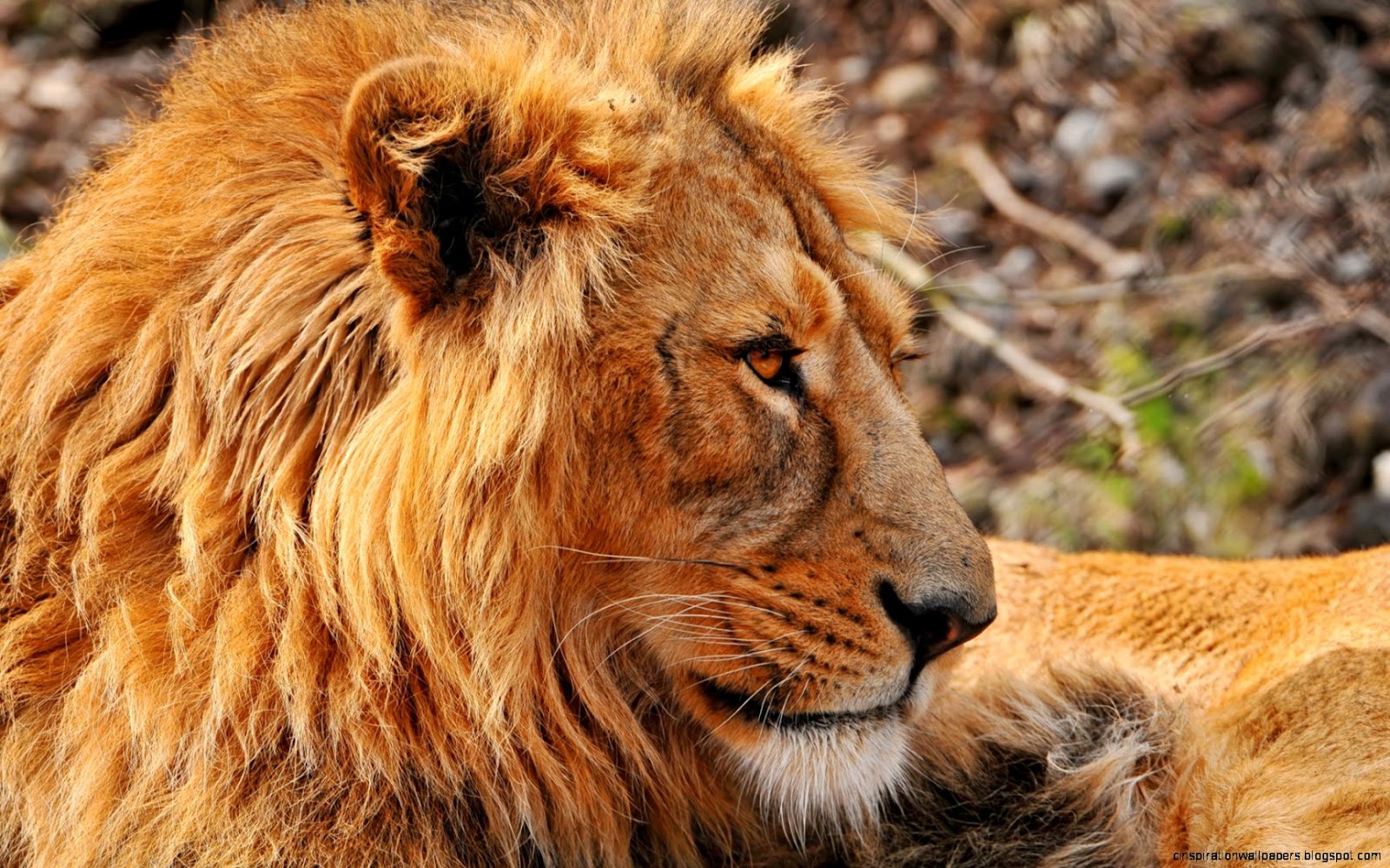 Asiatic Lion