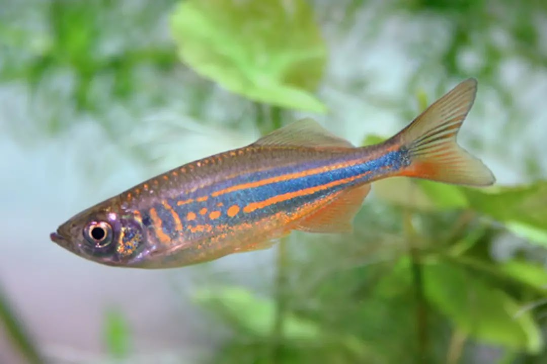 girl dog peanut butter