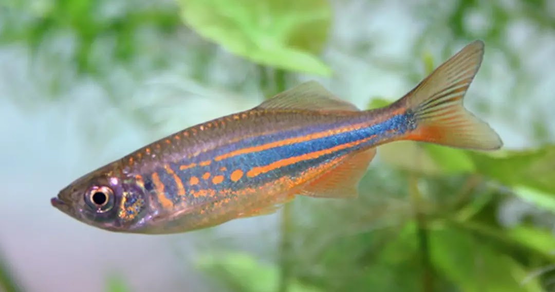 7 Most hardy fish species in aquarium The Buzz Land