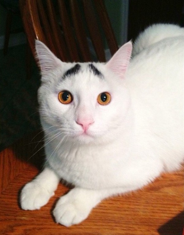 Meet Sam, the cat with eyebrows (20 pics) Amazing Creatures