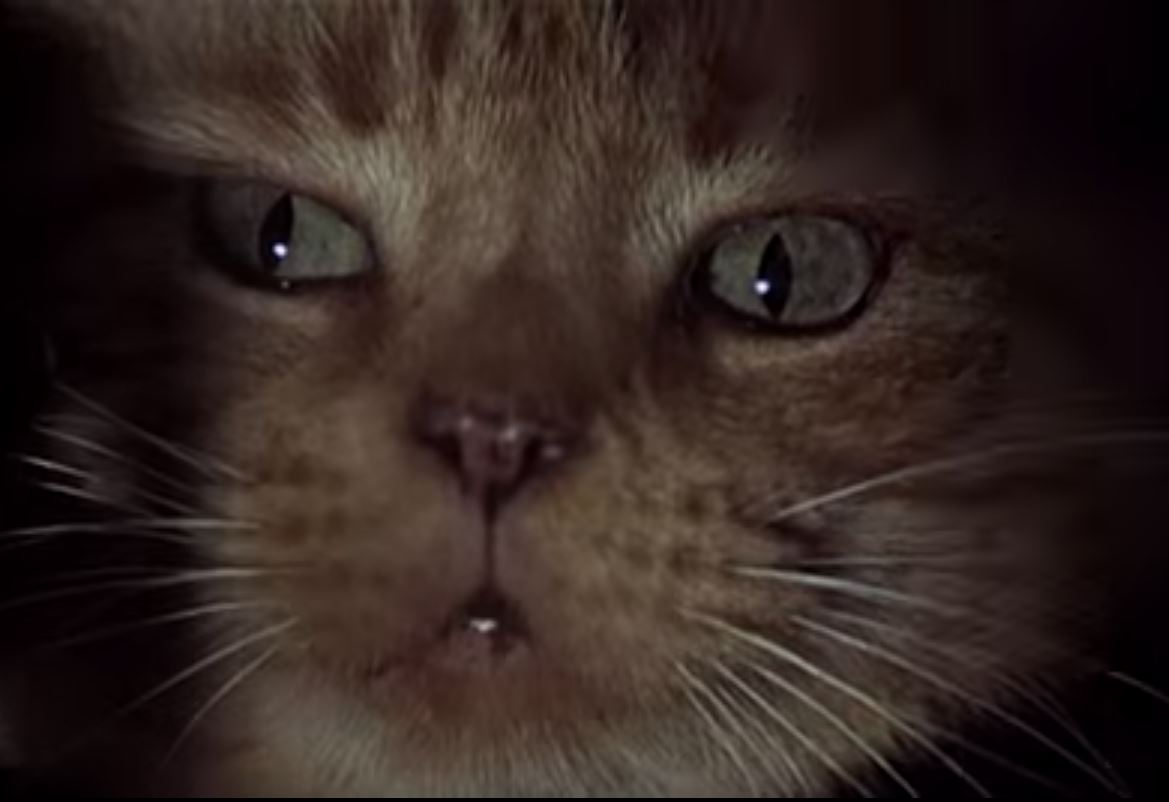 The Cuddlywumps Cat Chronicles: Cat Classics on Film: Alien (1979)