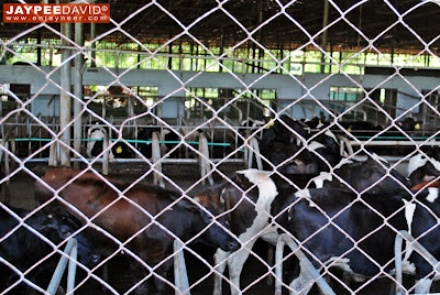 Hacienda Macalauan, Laguna, Gatas Tisoy, Dairy Farm