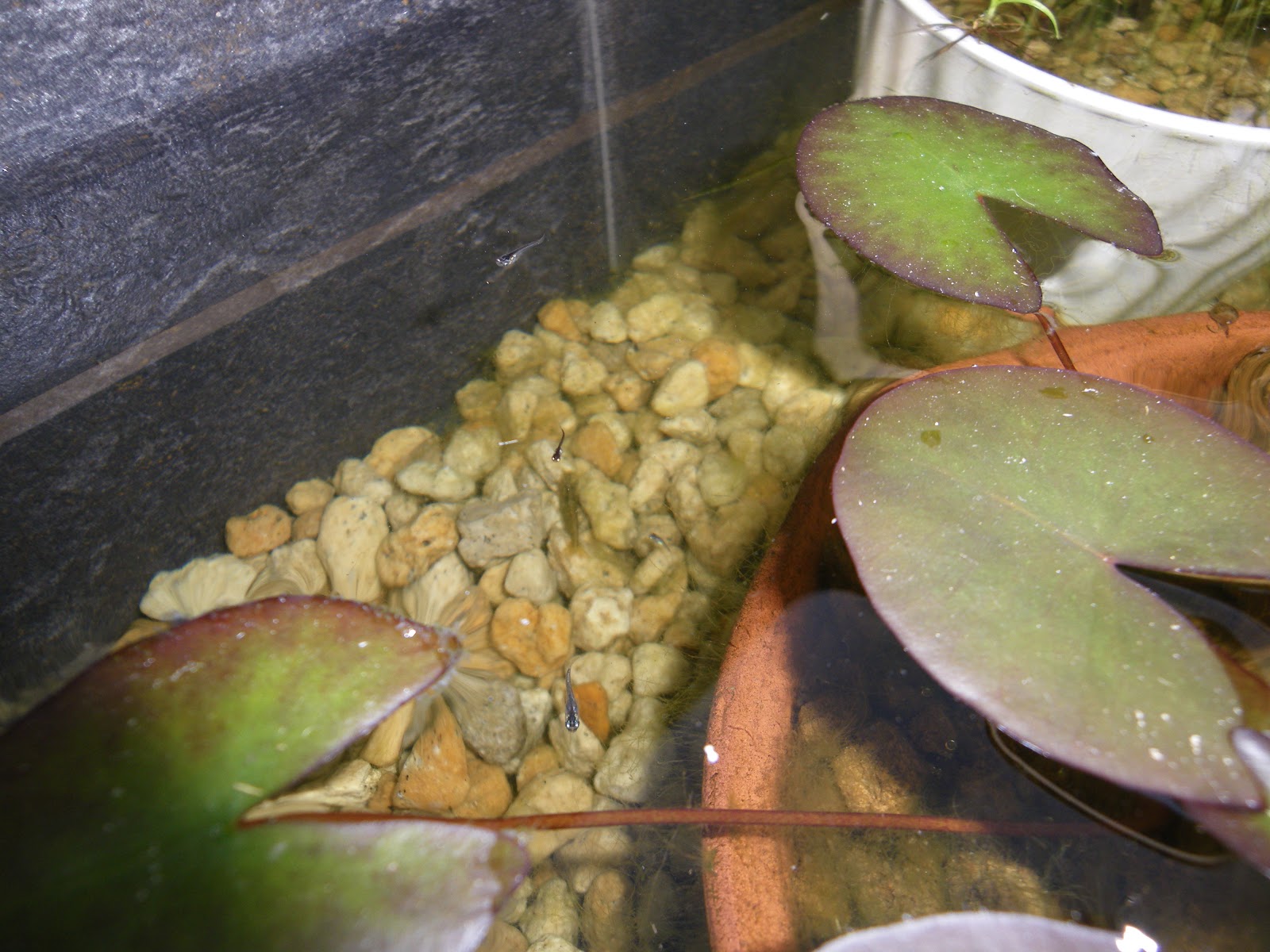 メダカの繁殖用のビオトープは ミナミヌマエビで藻の対策をします メダカの大工