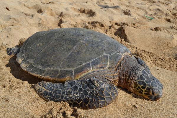Family Travel Blog How To Find Sea Turtles In Oahu Hawaii I Looked On A Map Brought The And Had Gps Have To Say It Was Nearly Impossible Find My Own We Stopped At About 15 Diffe Beach