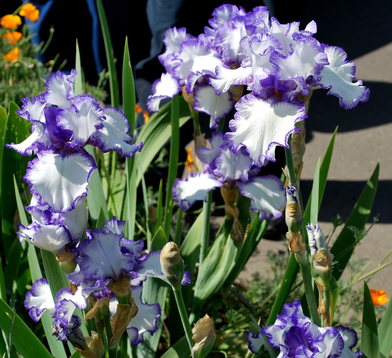 World of Irises Strikingly Beautiful Flowers