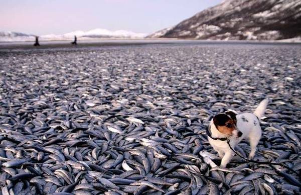Miles de peces muertos en playa de Noruega
