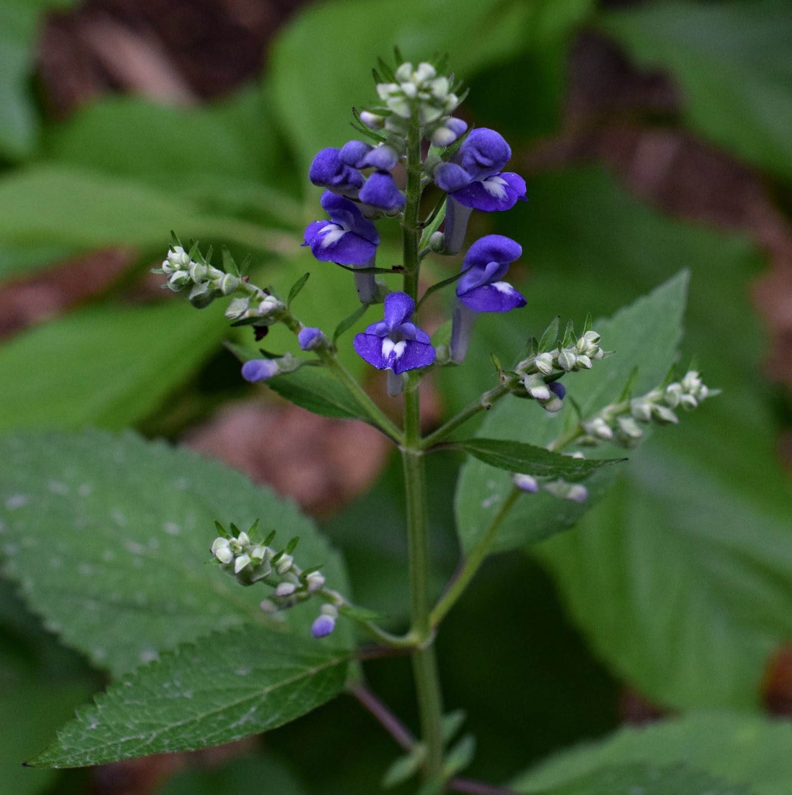 Using Native Plants Field Guide to the Using Native Plants Field Guide to the