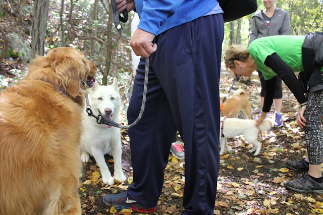 Group of dog lovers hiking the Pequot Trails Lantern Hill Summit #Walktober The Last Green Valley