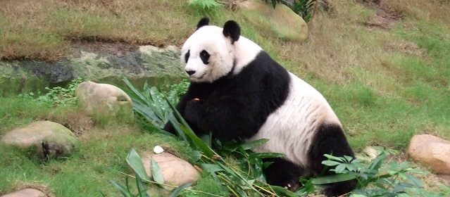 Why Total Population Panda very little?