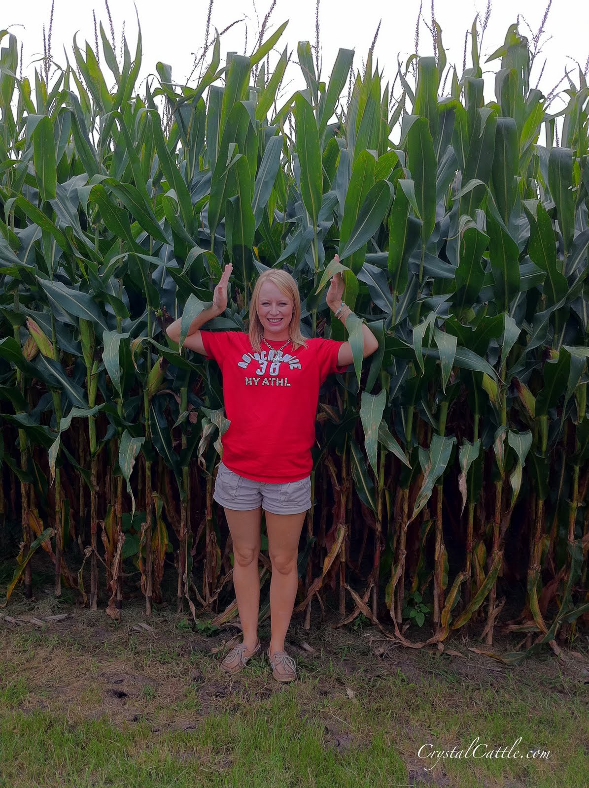Crystal Cattle Deep inside the cornfield Corn Report