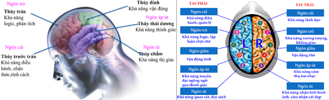 SINH TRẮC VÂN TAY LÀ GÌ? TÍNH CHẤT ĐẶC TRƯNG CỦA CÁC CHỦNG