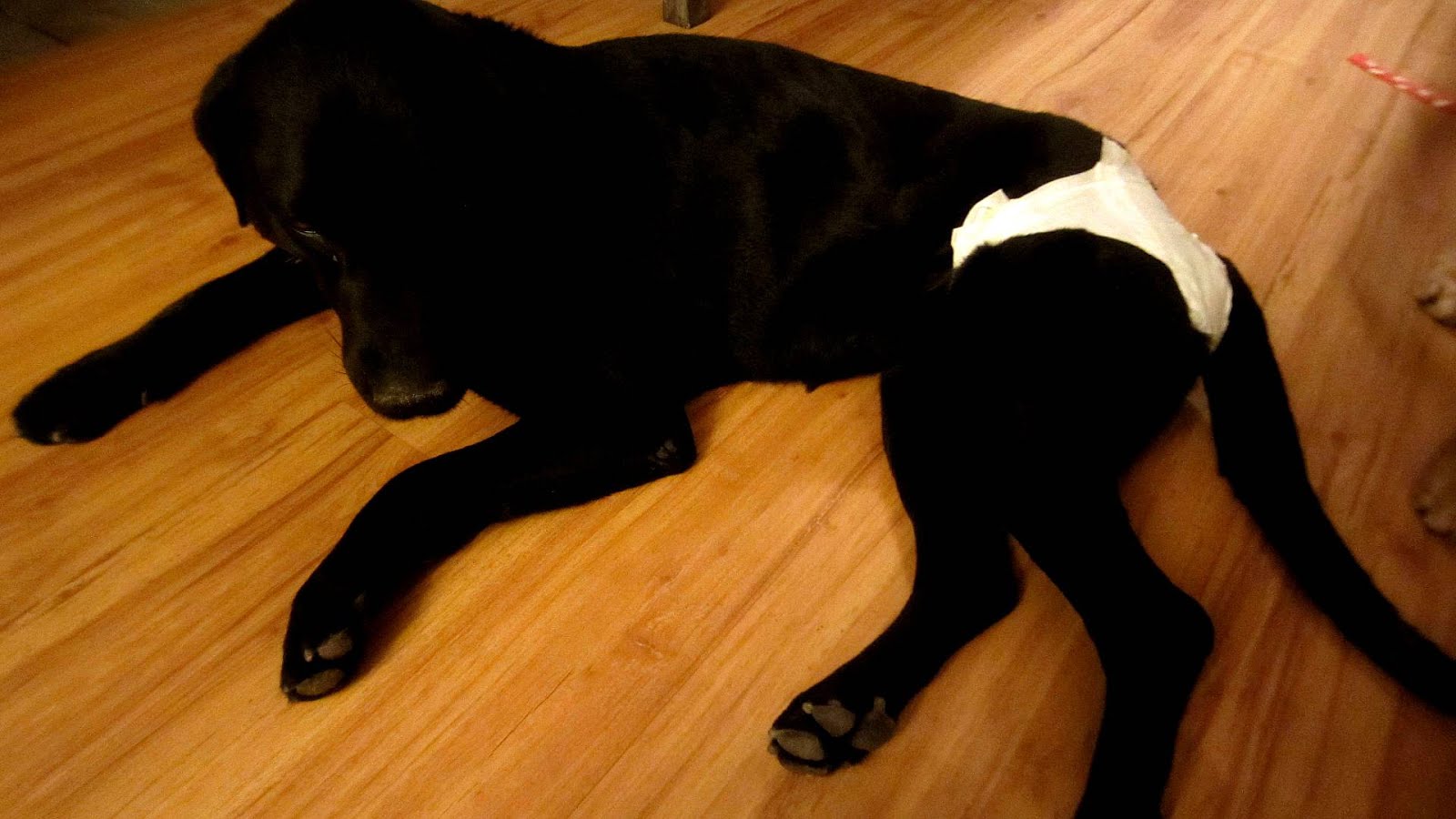 Komondor Tampons For Dogs Dog Choices