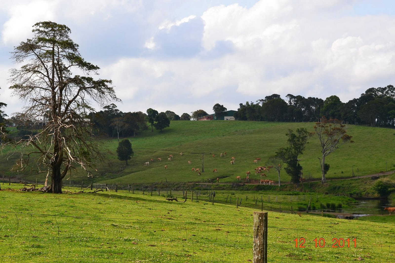 Jaded Nomad RV ADVENTURE Maleny Dairy