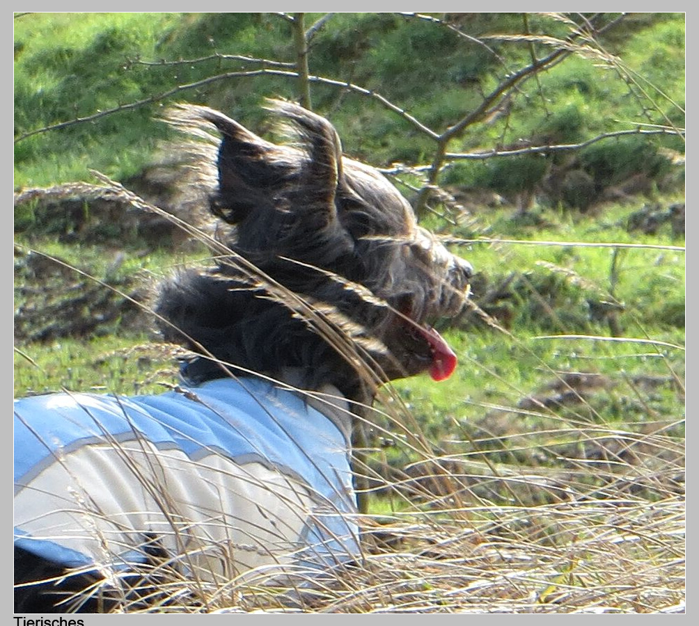 Tierisches Das letzte Winterfell