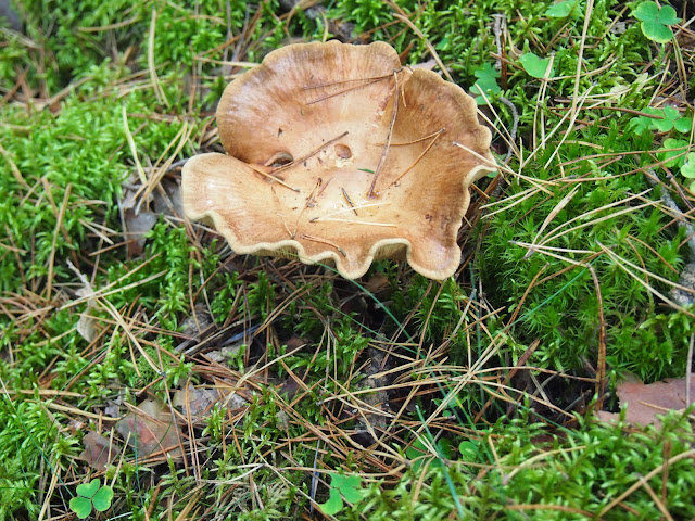A mushroom with a very large cap in Lithuania