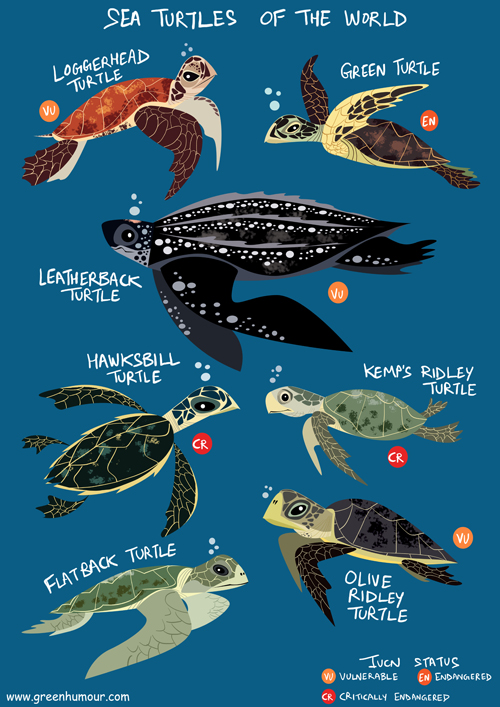 Green Turtle, Sea Turtles, Species
